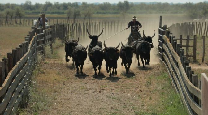 France Heritage: The Bulls & Manadiers Of Camargue