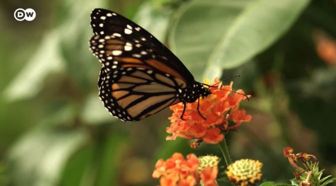 Reviews: How Butterflies And Moths Inspire Science