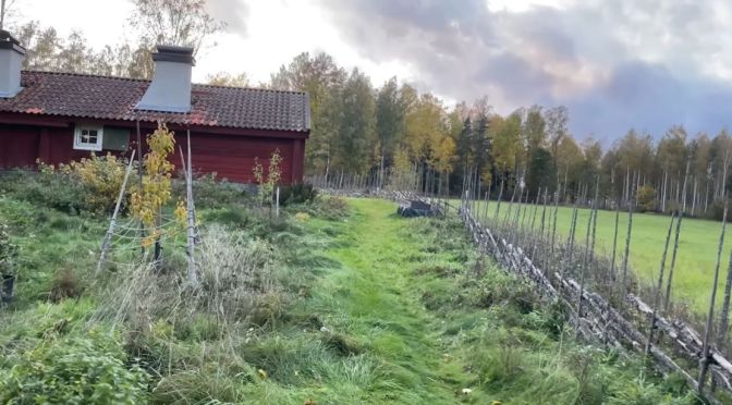 Sweden Travel: Foraging Chanterelles In A Forest
