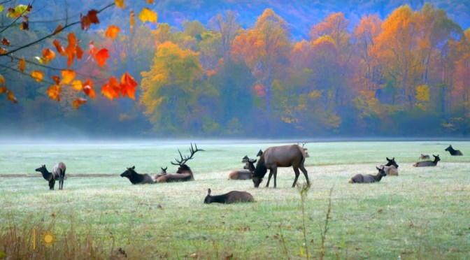 Fall Foliage: Great Smoky Mountains National Park, Western North Carolina