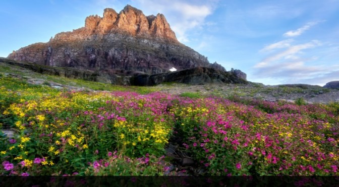 California Wildflowers: Pinnacles National Park