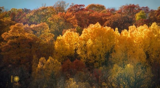 Fall Foliage: Itasca State Park, Northern Minnesota
