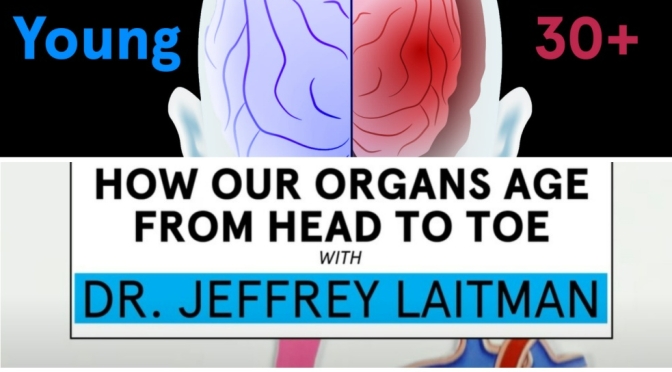 Health: How Organs In Our Bodies Age Over Time