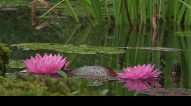 Sensations: The Sounds Of Japanese Water Gardens