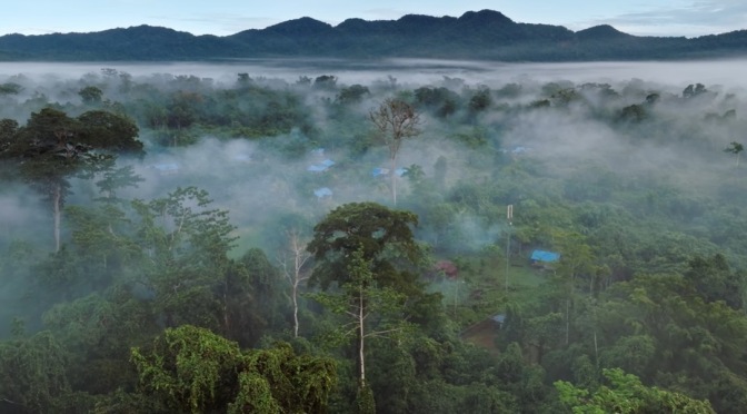 Sustainability: Forests On Papua Island In Indonesia