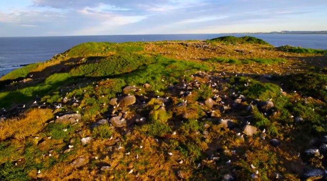 Hawaii Ecology: Creating A Seabird Sanctuary (PBS)