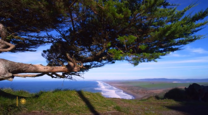 California: Elk At Point Reyes National Seashore