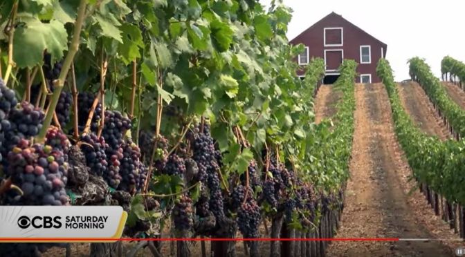 Views: America’s Domestic Shift To Wine Production