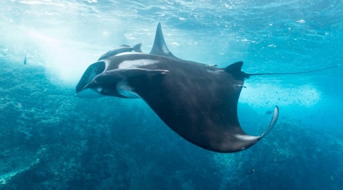 Ocean Views: Manta Rays In Quintana Roo, Mexico